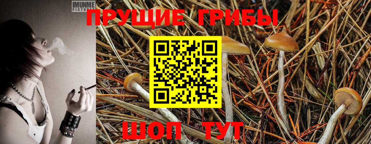 Галлюциногенные грибы Psilocybine cubensis Надым